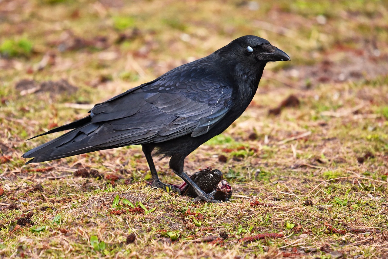 Varna,  Paukštis,  Gyvūnas,  Corvus,  Corvidae,  Grobis,  Stovintis,  Varna Su Grobiu,  Akis,  Niktanti Membrana