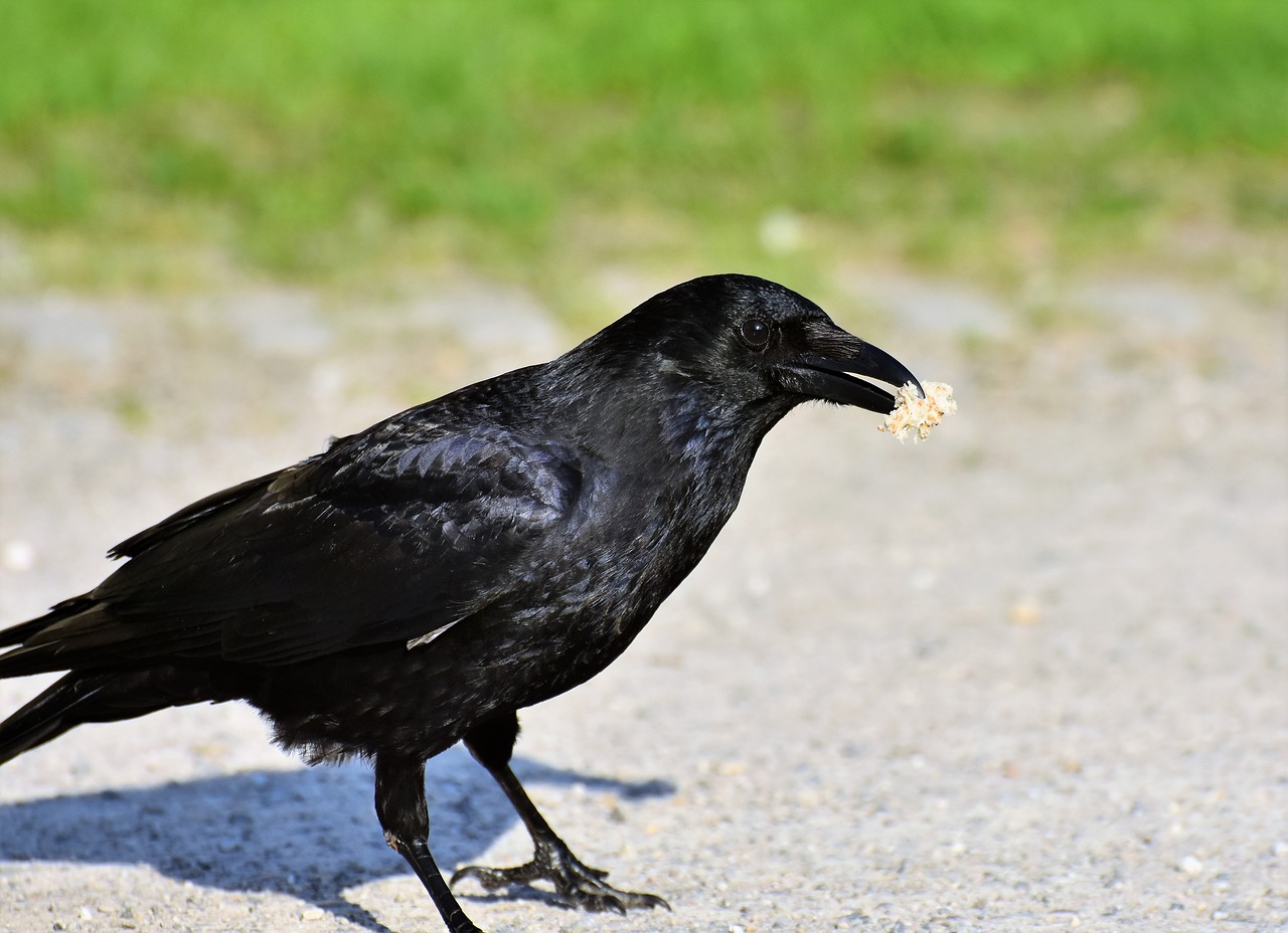 Varna,  Varnas,  Raven Paukštis,  Juodos Spalvos,  Bill,  Paukštis,  Plunksna,  Gyvūnas,  Plunksnos, Nemokamos Nuotraukos