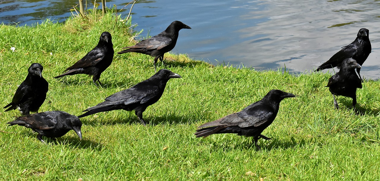 Varna,  Raven Paukštis,  Varnas,  Juodos Spalvos,  Pobūdį,  Bill,  Maitvabaliai Varnos,  Bendri Varnas,  Gyvūnas,  Paukščiai