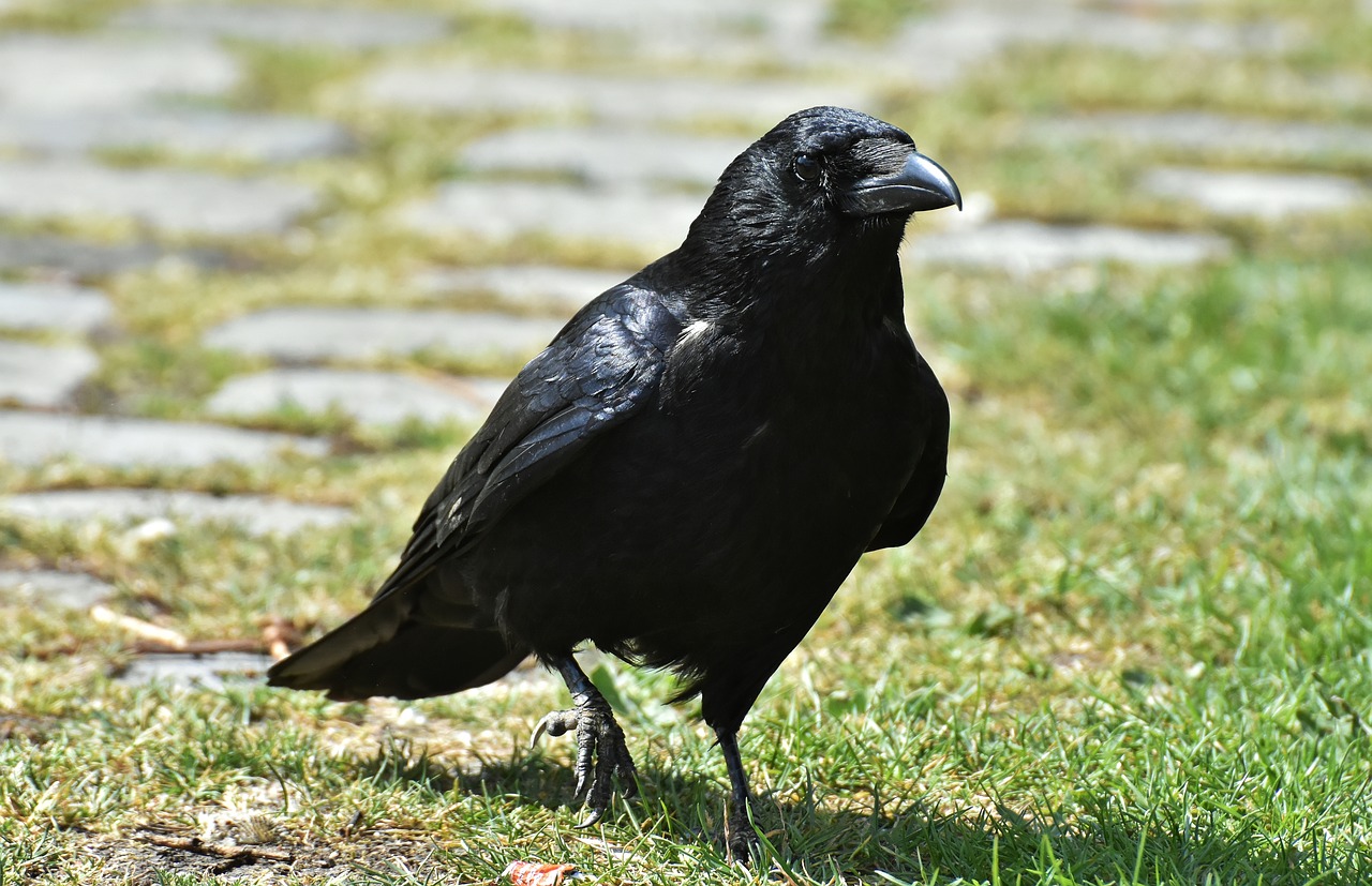 Varna,  Raven Paukštis,  Varnas,  Juodos Spalvos,  Pobūdį,  Bill,  Maitvabaliai Varnos,  Bendri Varnas,  Gyvūnas,  Paukščiai