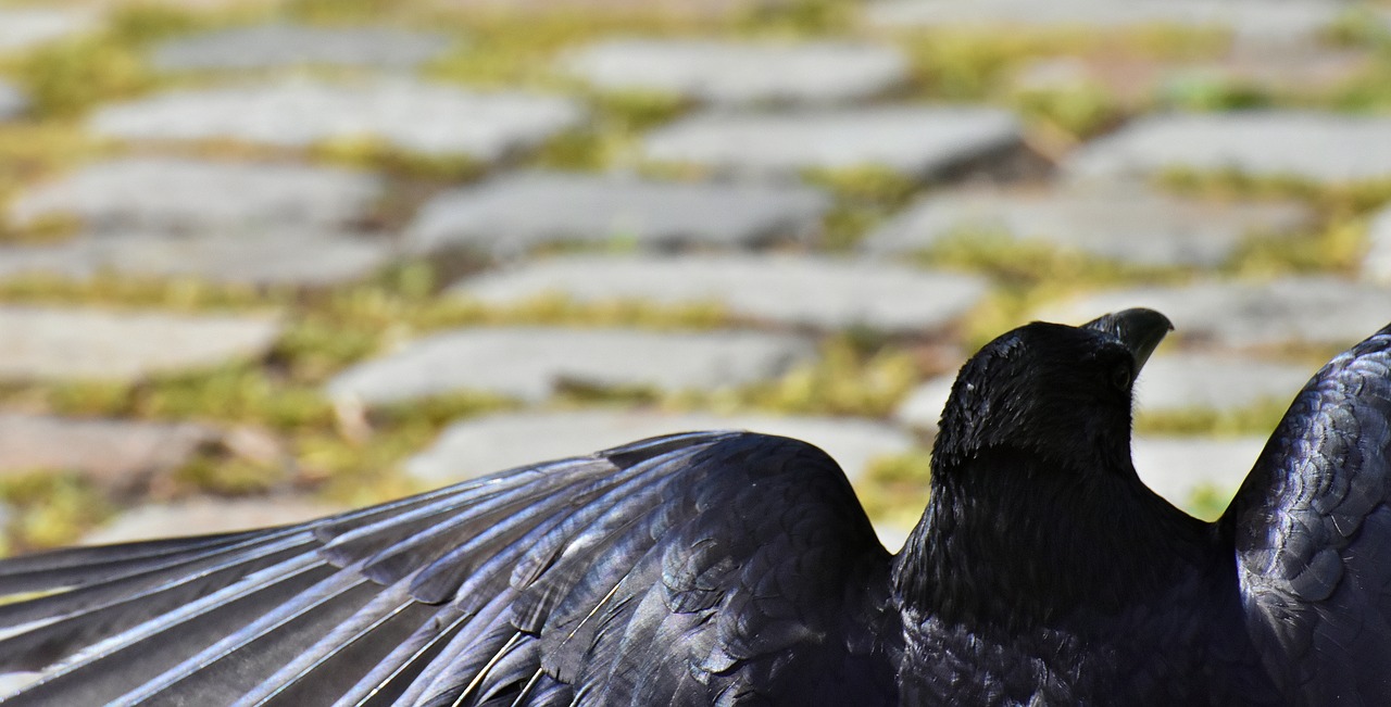 Varna,  Raven Paukštis,  Varnas,  Juodos Spalvos,  Pobūdį,  Bill,  Maitvabaliai Varnos,  Bendri Varnas,  Gyvūnas,  Paukščiai