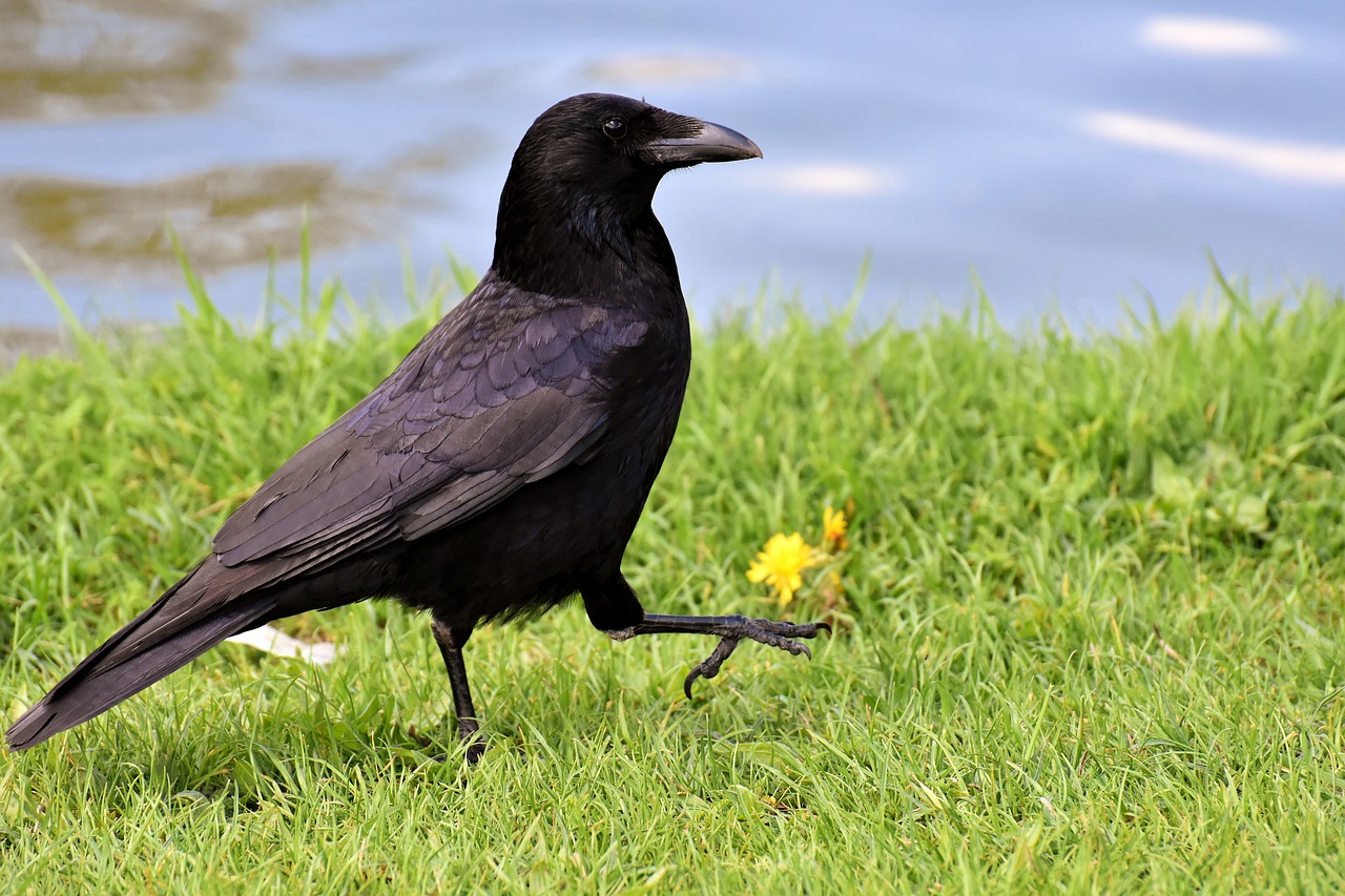 Varna,  Raven Paukštis,  Varnas,  Juodos Spalvos,  Pobūdį,  Bill,  Maitvabaliai Varnos,  Bendri Varnas,  Gyvūnas,  Paukščiai