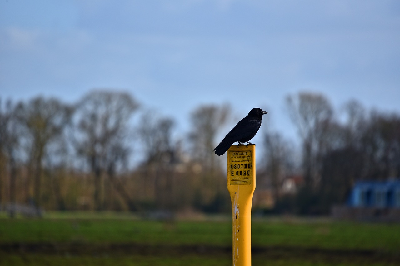 Varna,  Paukštis,  Corvus,  Corvidae,  Gyvūnijos,  Gyvūnas,  Gyvūnija,  Lauke,  Snapas,  Plunksnos