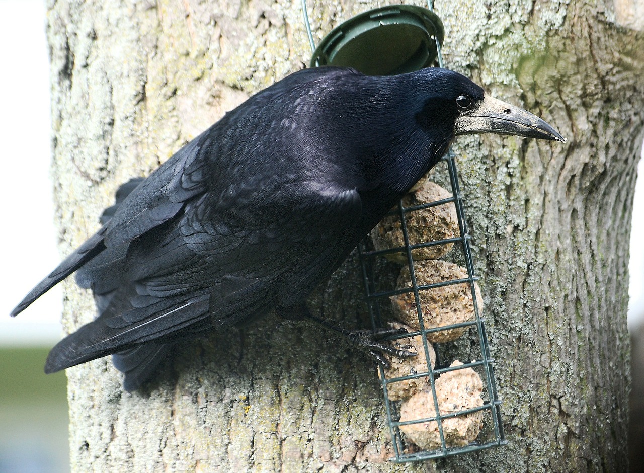 Varna, Rook, Corbie, Corby, Corvus Frugilegus, Snapas, Juoda, Nemokamos Nuotraukos,  Nemokama Licenzija