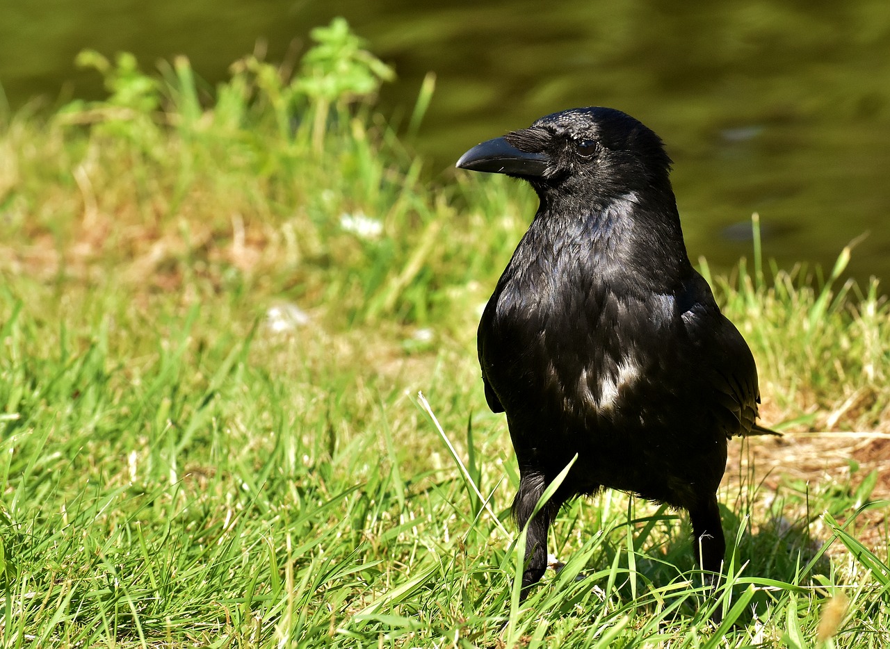 Varna,  Raven Paukštis,  Varnas,  Juodos Spalvos,  Pobūdį,  Zgniły Tiesia,  Bendri Varnas,  Gyvūnas,  Paukštis,  Gyvūnijos Pasaulyje