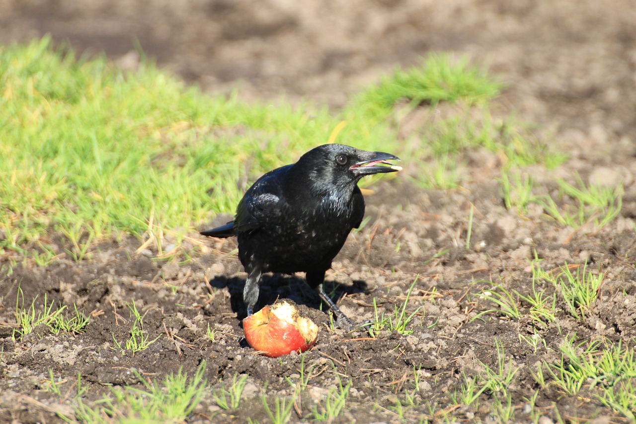 Varna, Varnas, Varnas Paukštis, Juoda, Paukštis, Rook, Giesmininkas, Gyvūnai, Corvidae, Corvus Frugilegus