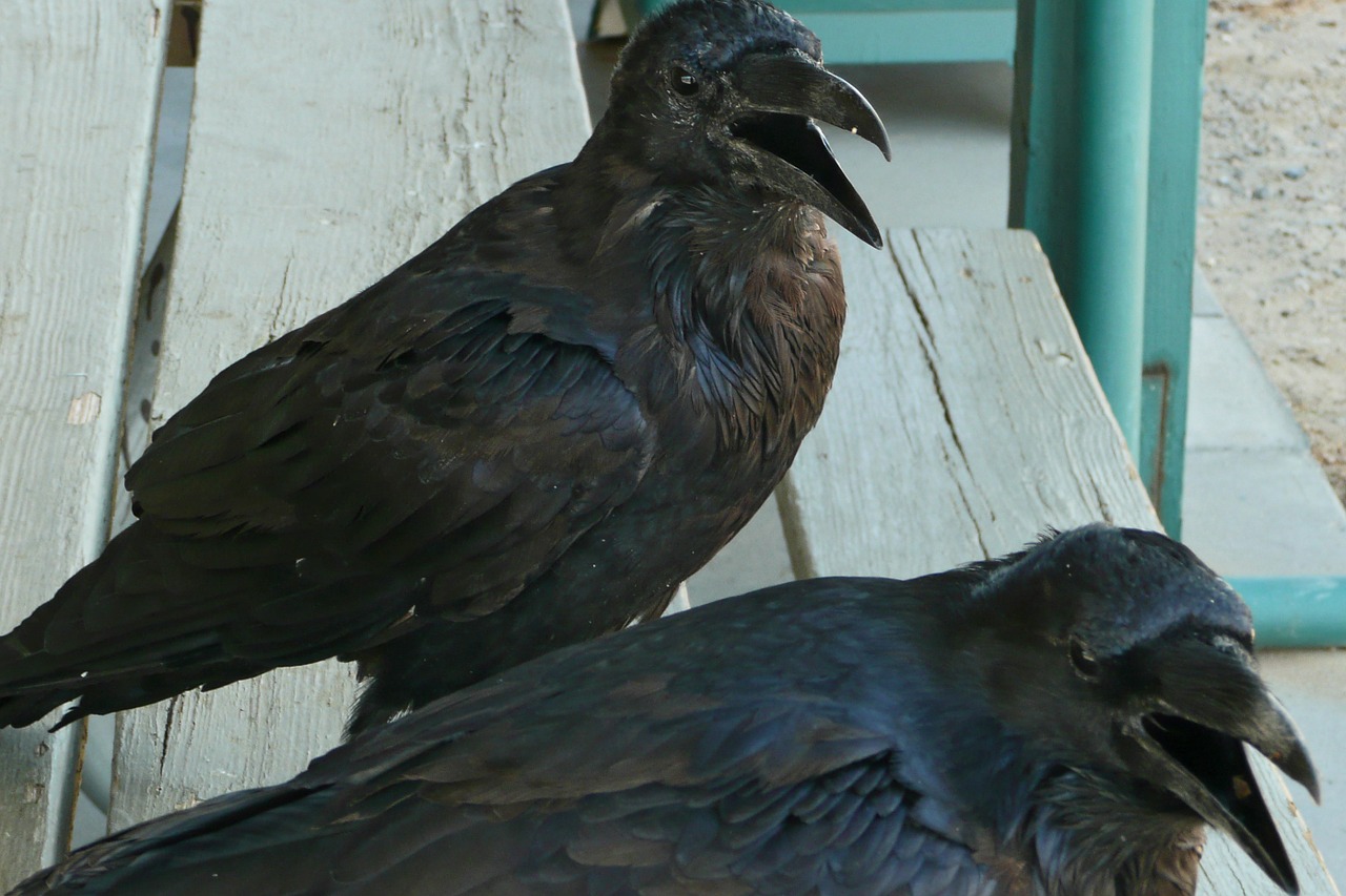 Varna, Paukštis, Juoda, Plunksnos, Laukinė Gamta, Corvidae, Paukštis, Avifauna, Kabinimas, Nemokamos Nuotraukos