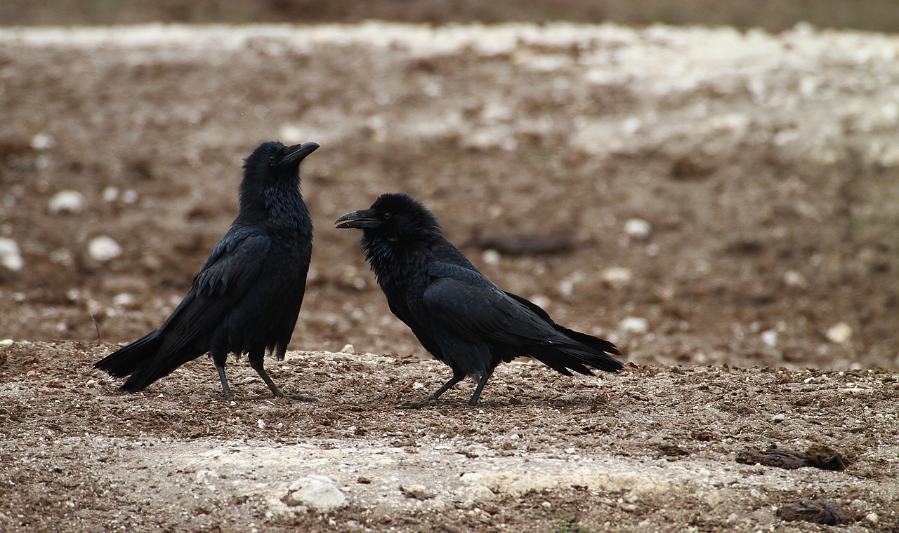 Varna, Ūkis, Corvid, Žemdirbystė, Paukštis, Laukas, Tvora, Vartai, Gyvuliai, Varnas