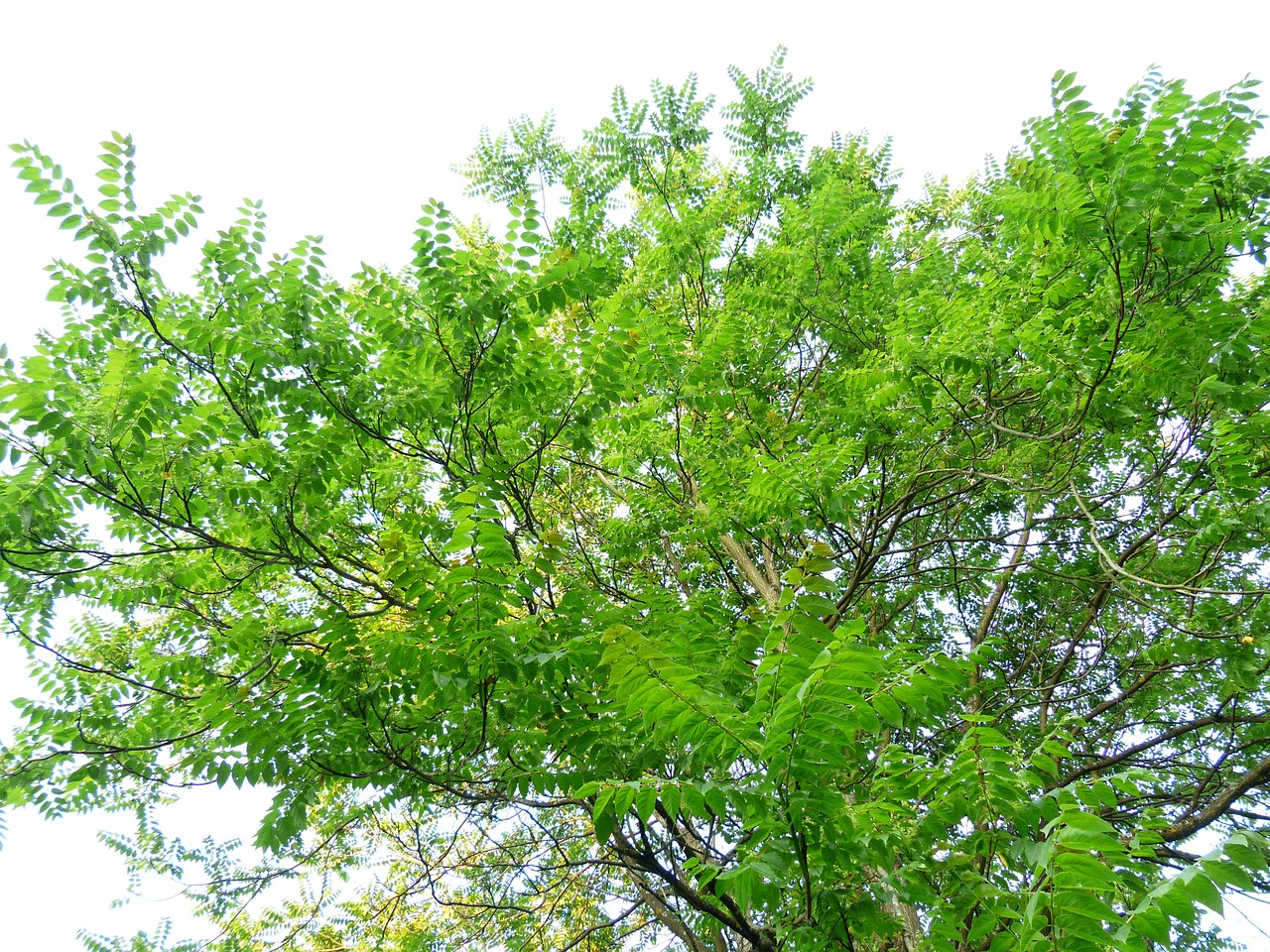 Karūna, Medis, Lapai, Lapija, Ailanthus Altissima, Žalias, Lapuočių Medis, Ailanthus, Kartaus Pelenų Šiltnamio, Simarubaceae