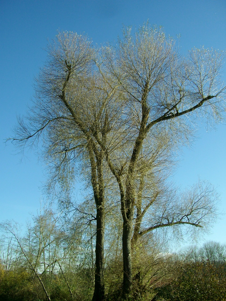 Karūna, Miškas, Medis, Estetinis, Filialai, Dangus, Mėlynas, Karg, Kahl, Žiemą