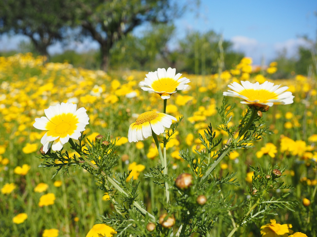 Karūna Anthemideae, Glebionis Koronaras, Kompozitai, Asteraceae, Maljorka, Gėlės, Pieva, Geltona, Puokštės Formos Žiedynai, Žiedynai