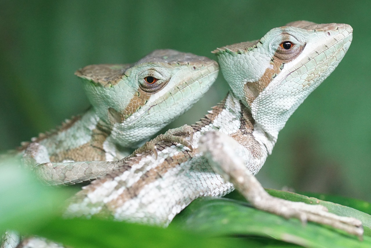 Vainiko Basiliskas, Iguana, Ropliai, Skalė, Nemokamos Nuotraukos,  Nemokama Licenzija