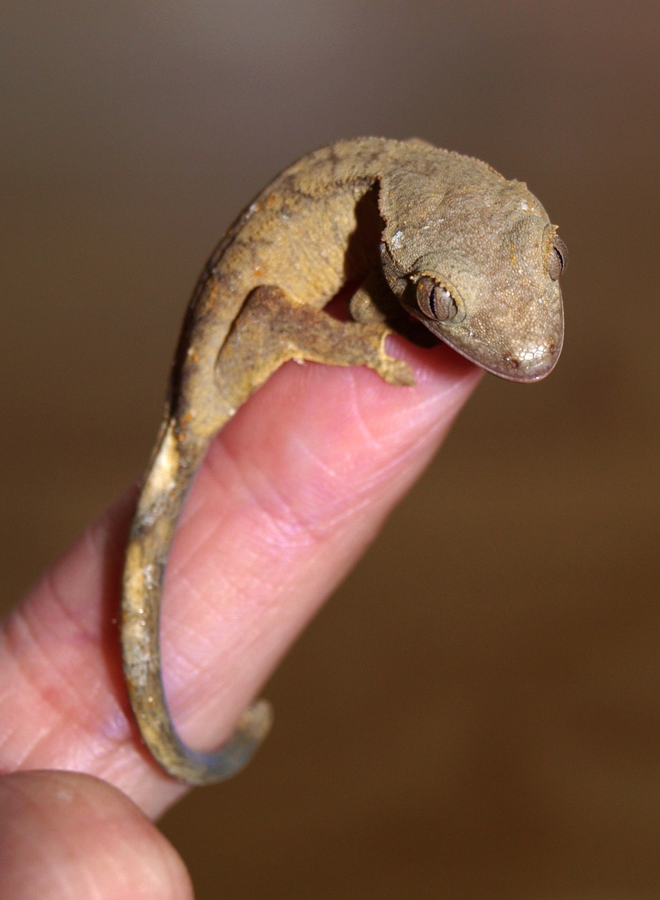 Vainiko Gecko, Ropliai, Gecko, Nemokamos Nuotraukos,  Nemokama Licenzija