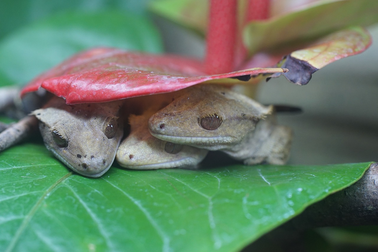 Vainiko Gecko, Ropliai, Dieninis, Gecko, Nemokamos Nuotraukos,  Nemokama Licenzija