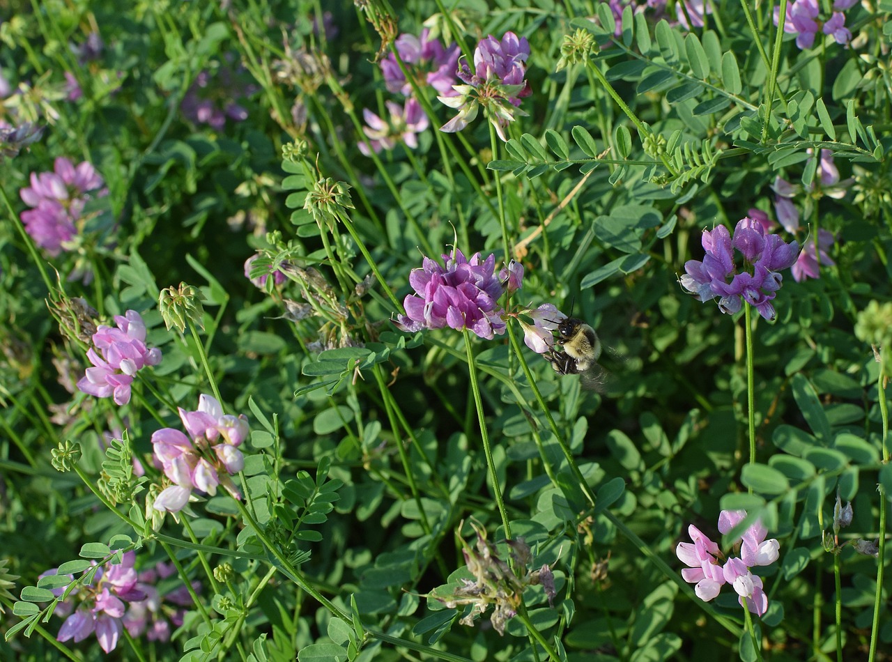 Vainikinių Vikių Su Bitėmis, Gėlė, Žiedas, Žydėti, Pieva, Žemės Danga, Vynmedis, Gamta, Violetinė, Violetinė