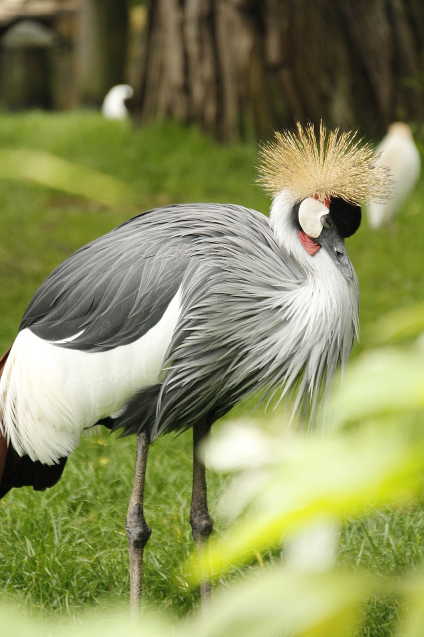 Karūnuotas Kranas, Kranas, Paukštis, Zoologijos Sodas, Laukinė Gamta, Gyvūnas, Gamta, Nemokamos Nuotraukos,  Nemokama Licenzija