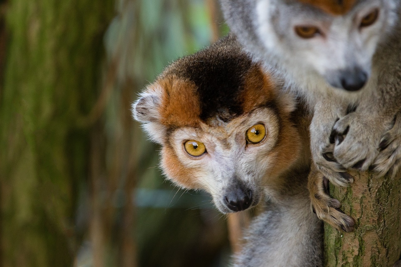 Vainikuotos Lemurs, Portretas, Žiūri, Primatai, Zoologijos Sodas, Galvos, Buveinė, Laukinė Gamta, Gamta, Mielas