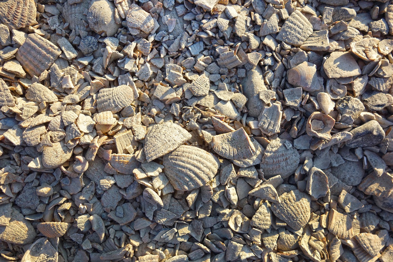 Susmulkintų Kriauklių,  Kriauklės Žvyras,  Paviršius,  Apimantis,  Šaligatviu,  Sodas,  Driveway, Nemokamos Nuotraukos,  Nemokama Licenzija