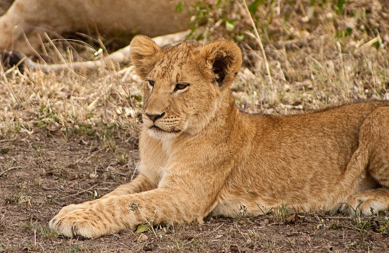 Cub, Afrika, Liūtas, Gyvūnas, Kūdikis, Mielas, Safari, Kenya, Nemokamos Nuotraukos,  Nemokama Licenzija