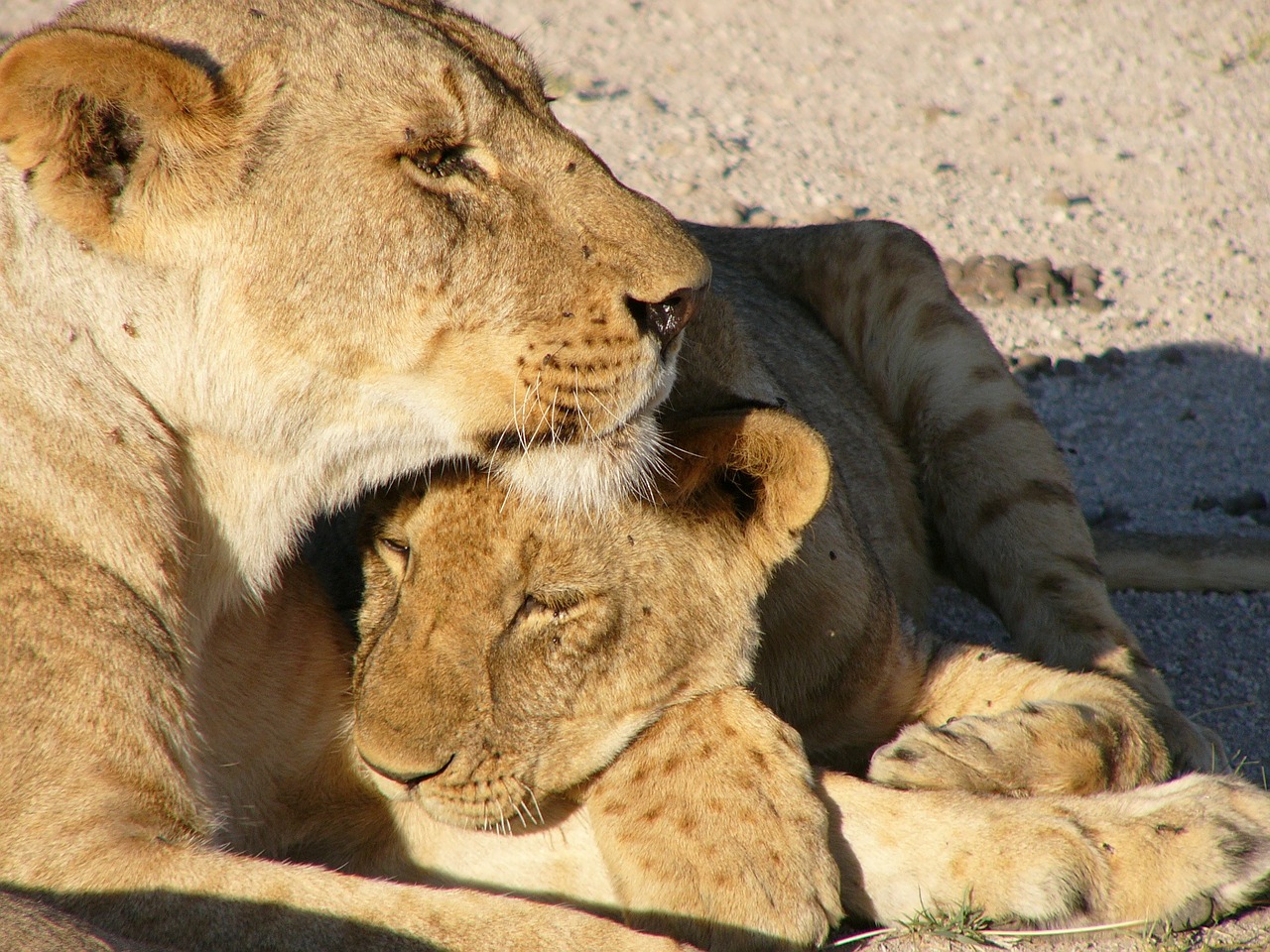 Cub, Liūtas, Gamta, Kačių, Laukinė Gamta, Didelė Katė, Nemokamos Nuotraukos,  Nemokama Licenzija