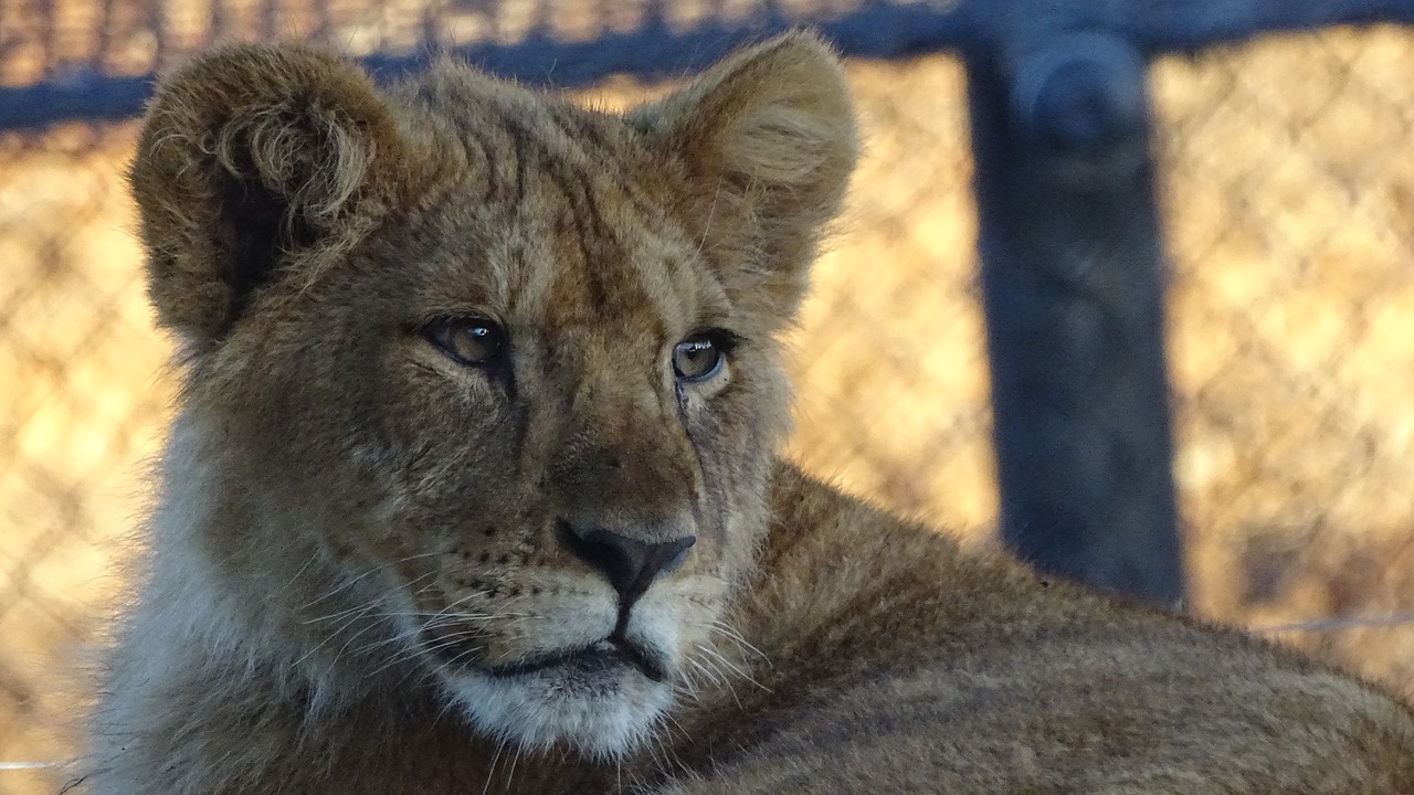 Cub, Liūtas, Katė, Kačių, Žinduolis, Afrika, Pietų Afrika, Gyvūnas, Pūkuotas, Veidas