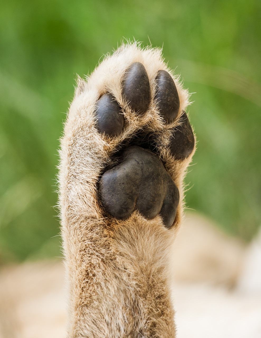 Cub, Liūtas, Paw, Laukiniai, Laukinė Gamta, Gauteng, Johanesburgas, Pietų Afrika, Afrikos, Nemokamos Nuotraukos