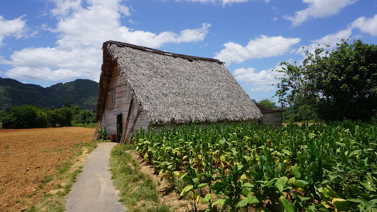 Kuba, Vinales, Plantacija, Tabakas, Cigaras, Nemokamos Nuotraukos,  Nemokama Licenzija