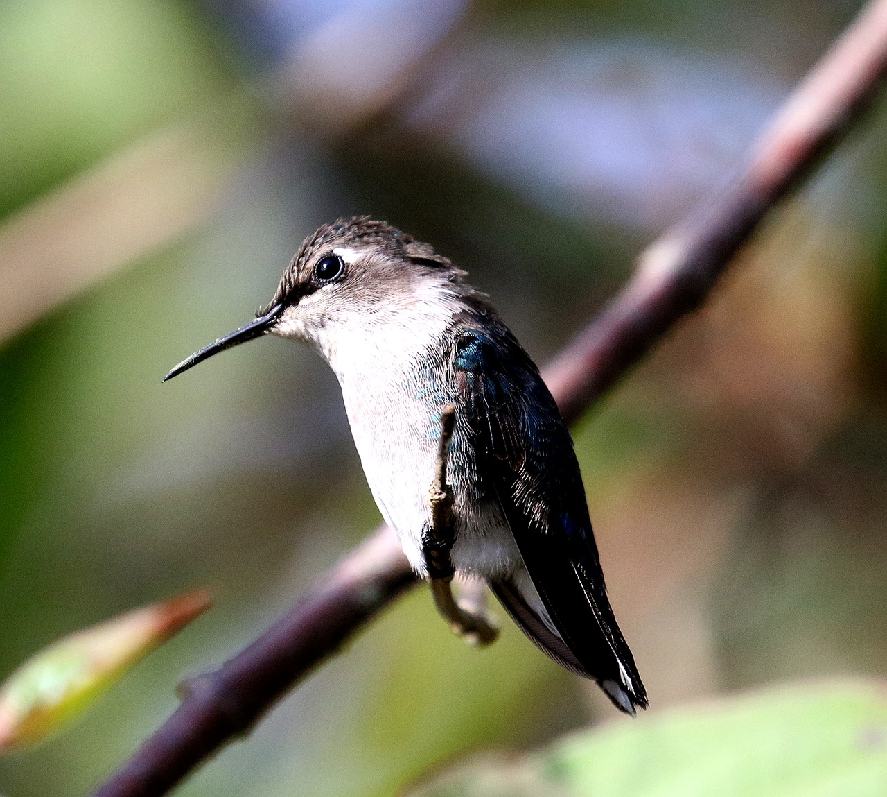 Kuba, Kolibris, Paukštis, Laukiniai, Laukinė Gamta, Paukštis, Birding, Karibai, Mažas, Atogrąžų