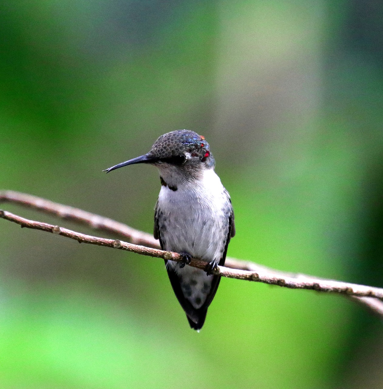 Kuba, Cienaga De Zapata, Kolibris, Bičių Kolibaras, Paukštis, Žalias, Laukinė Gamta, Natūralus, Karibai, Paukštis