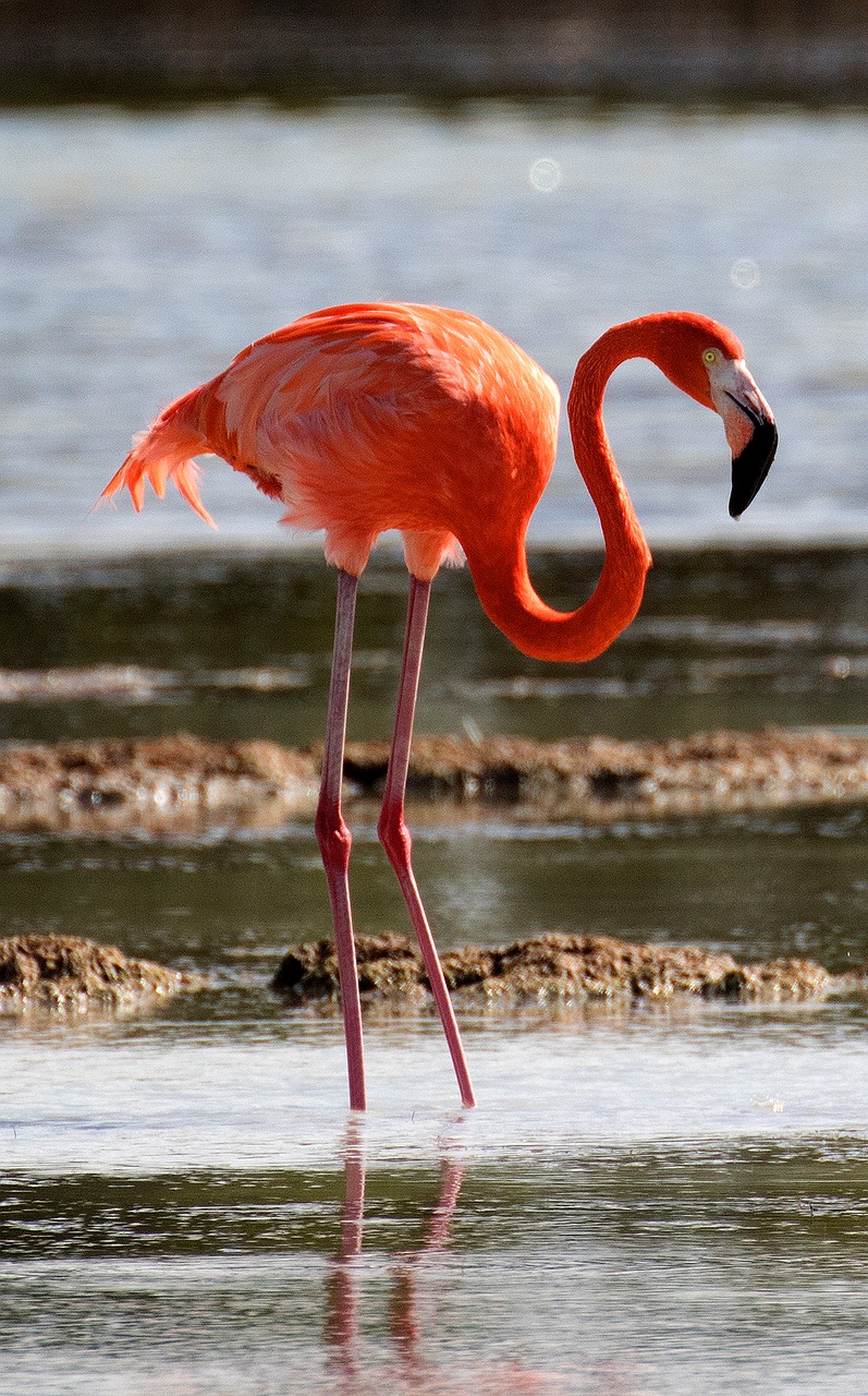 Kuba, Cienaga De Zapata, Flamingo, Paukštis, Lagūnas, Laukinė Gamta, Gamta, Fauna, Raudona, Karibai