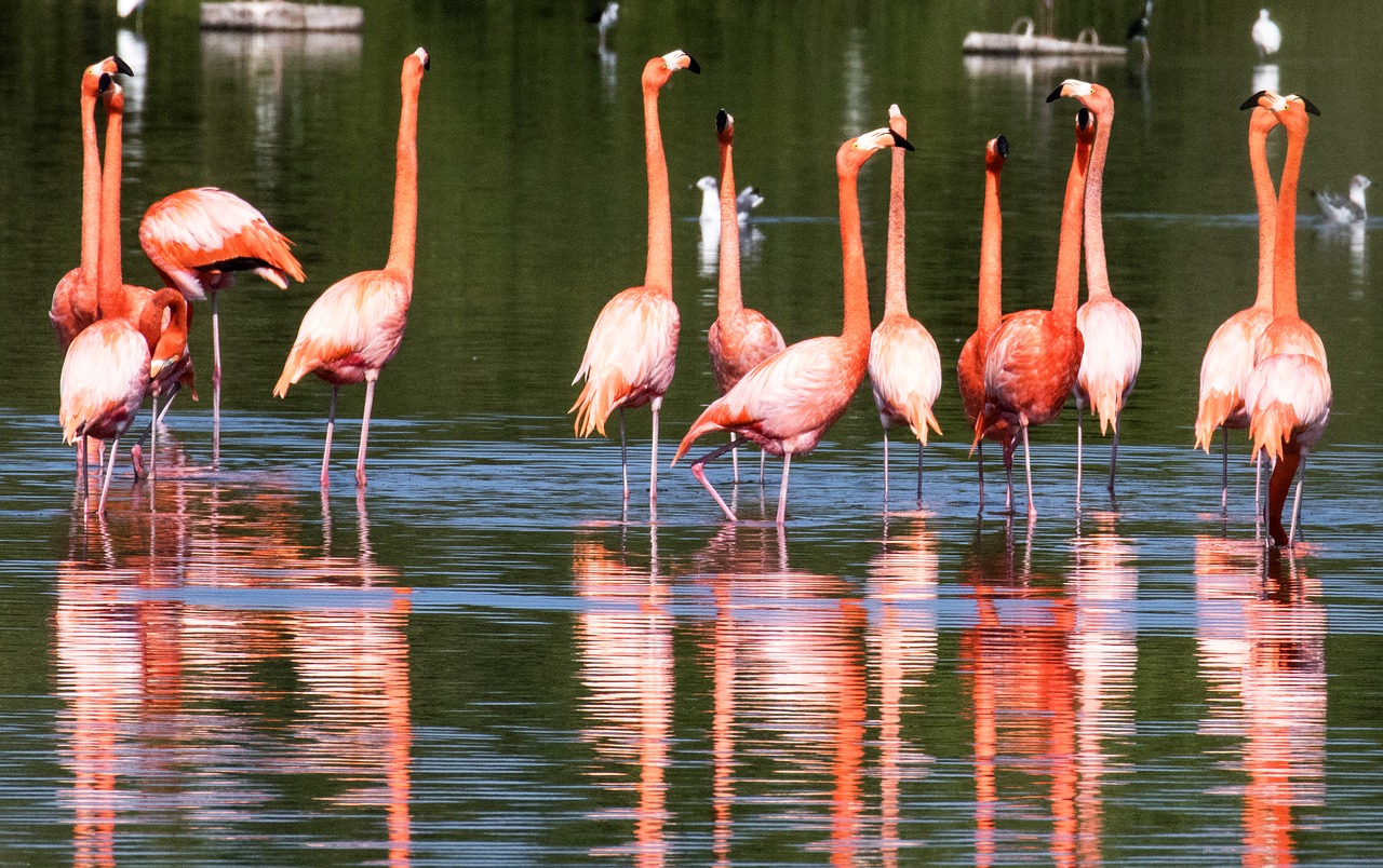 Kuba, Flamingas, Vada, Vanduo, Linija, Paukštis, Paukštis, Karibai, Spalvinga, Flamingo