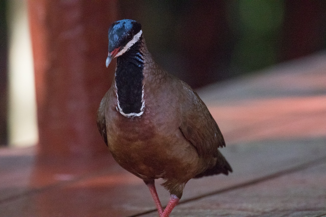 Kuba, Balandis, Paukštis, Mėlynojo Galvijų Putpelių, Birding, Nemokamos Nuotraukos,  Nemokama Licenzija