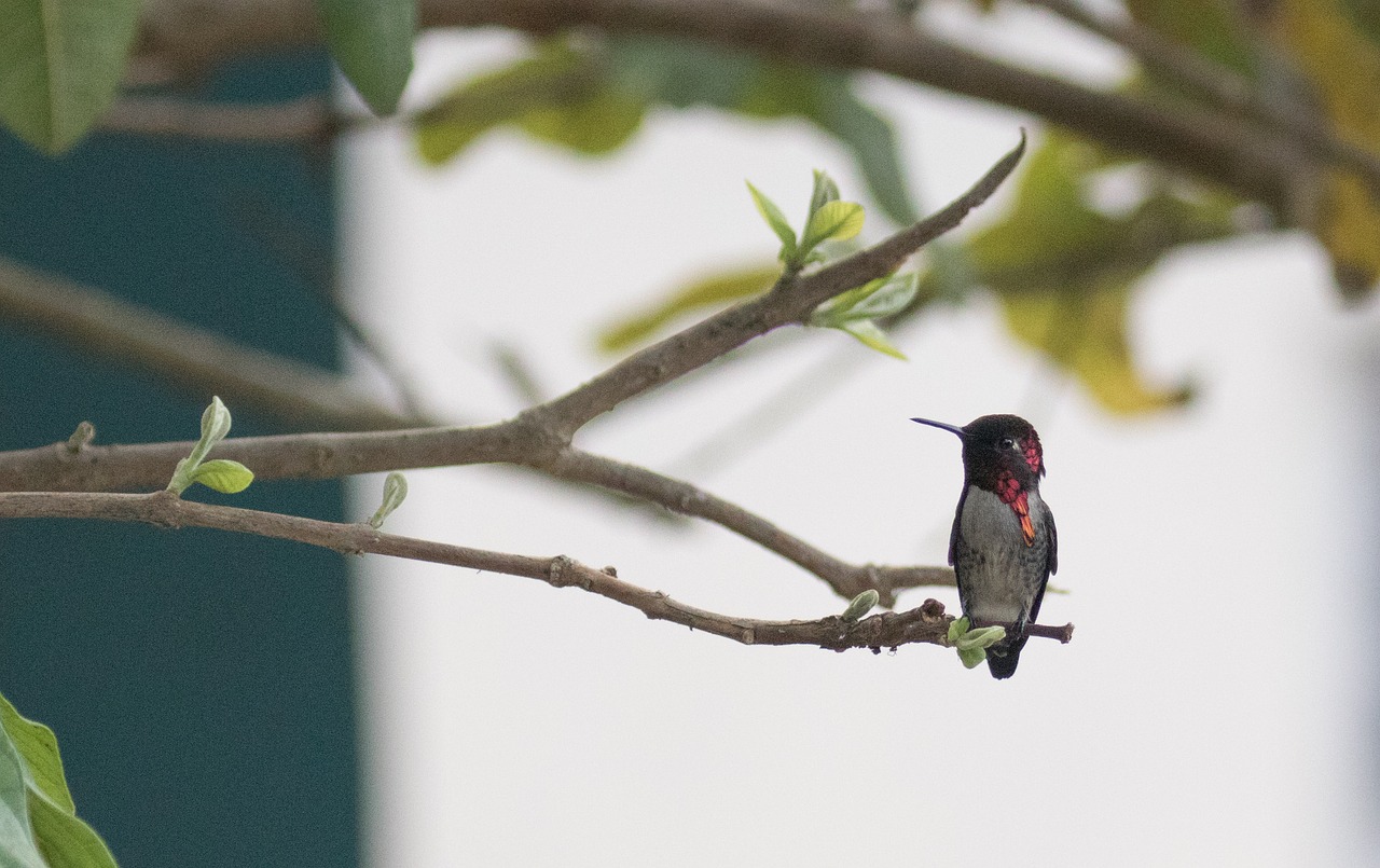 Kuba, Mellisuga Helenae, Cienaga De Zapata, Kolibris, Paukštis, Birding, Nemokamos Nuotraukos,  Nemokama Licenzija