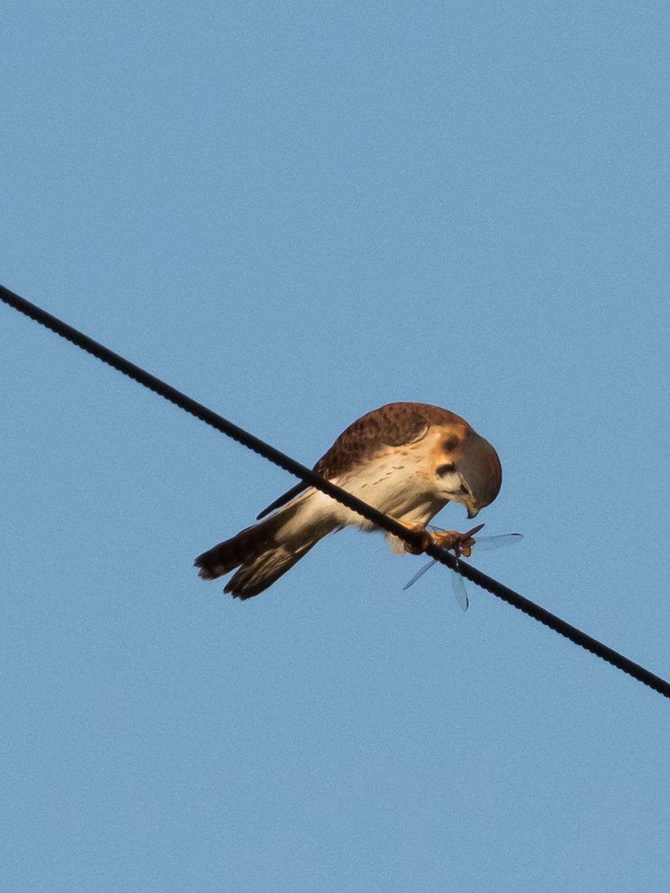 Kuba,  Matanzas,  Sjenaga De Zapata,  Paukštis,  Cernicalo,  Paukštininkystė,  Gyvūnijos,  Lauke,  Pobūdį,  Kestrel