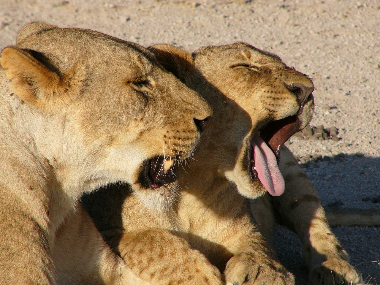 Cubs, Liūtas, Afrika, Safari, Žiovulys, Gyvūnas, Laukinė Gamta, Laukiniai, Zoologija, Žinduolis