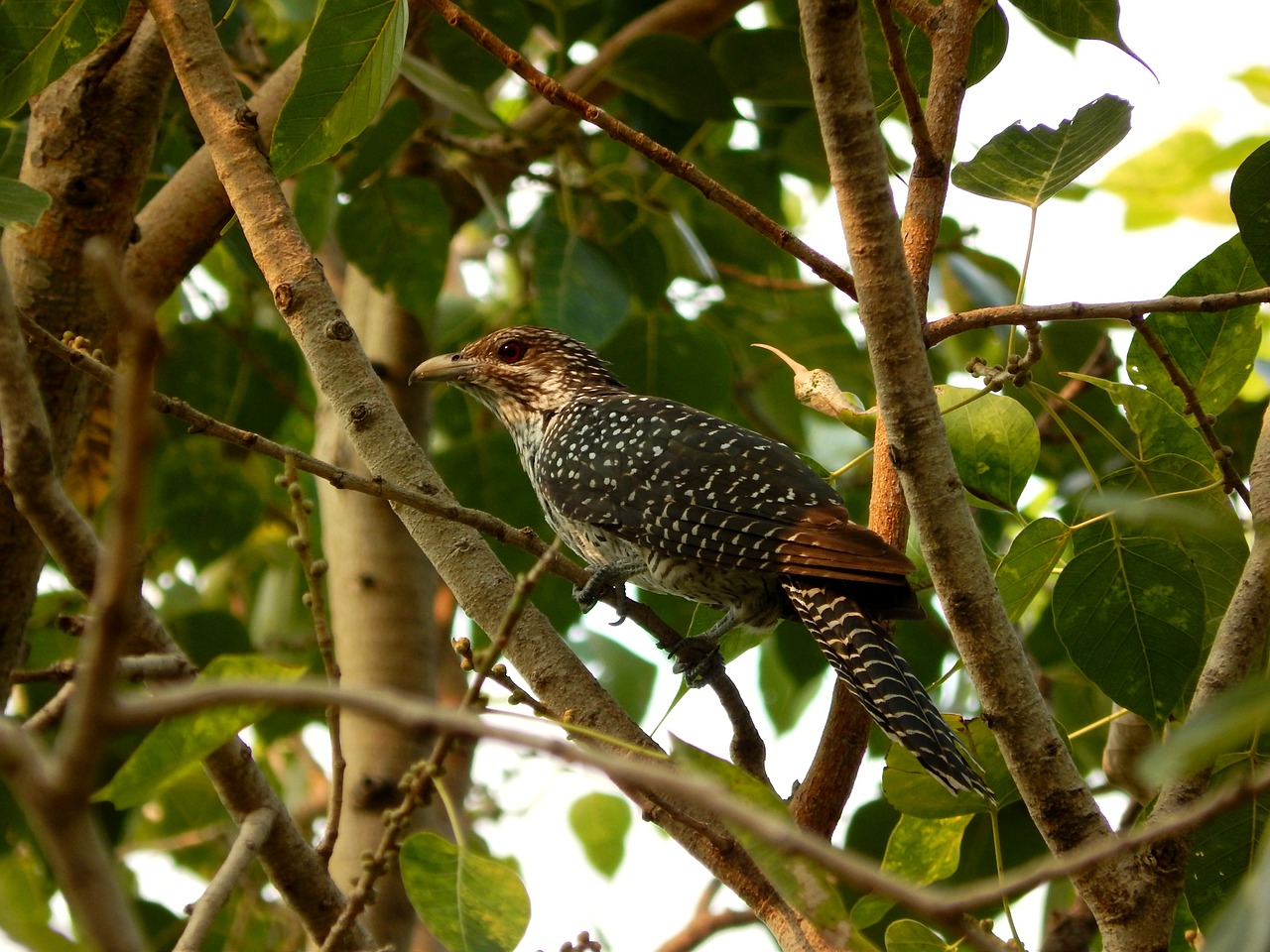 Gegutė, Koel, Asian, Fauna, Paukštis, Bendras, Moteris, Pastebėtas, Uodega, Filialas