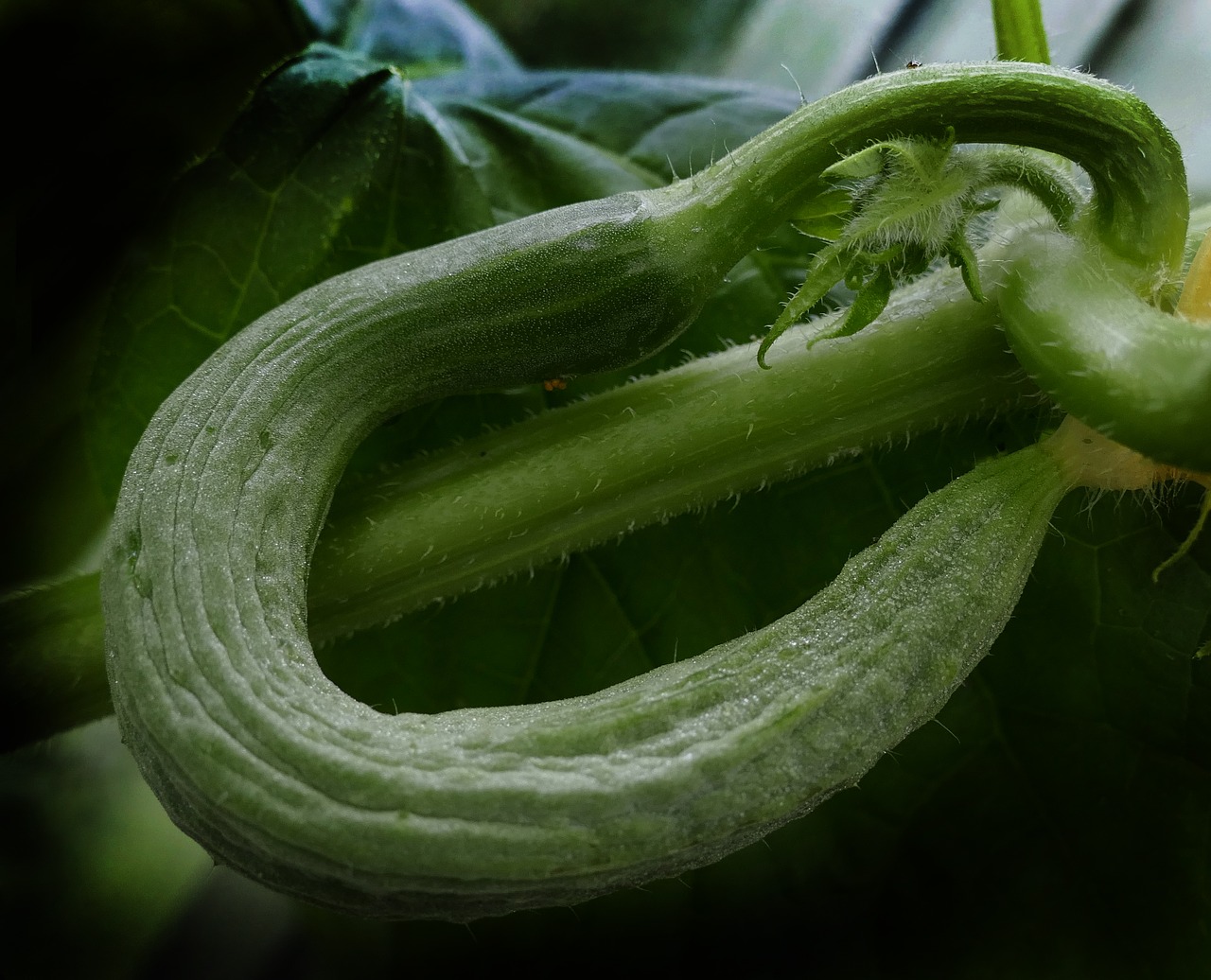 Agurkas, Gyvatė Marinuoti, Kreivas, Sulenktas, Vaisių Rinkinys, Šiltnamyje, Sodo Agurkai, Cucumis Sativus, Kukumer, Guckummer