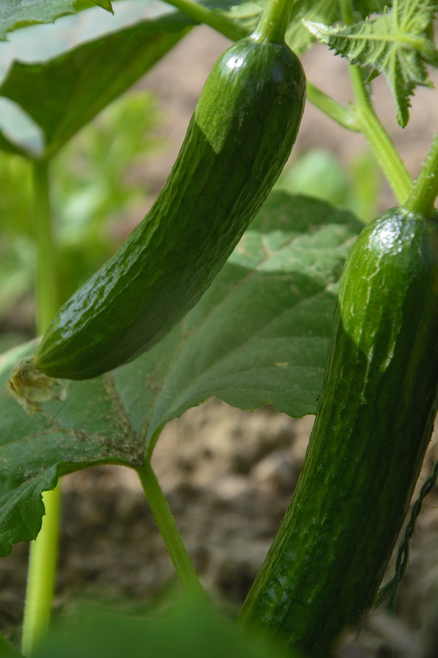 Agurkas,  Agurkai,  Daržovės,  Šviežias,  Sveiki,  Sodo Augalų,  Daržovių Sodas,  Bio,  Žalias,  Maisto