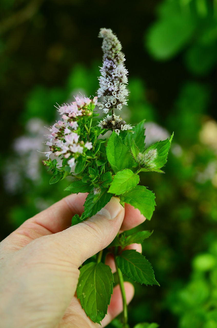 Kulinarijos Žolės, Žolių Gėlės, Sodas, Aromatiniai, Aromatas, Žolelių Kvapas, Žolelės, Žolė, Sodo Žolės, Daržovių Sodas