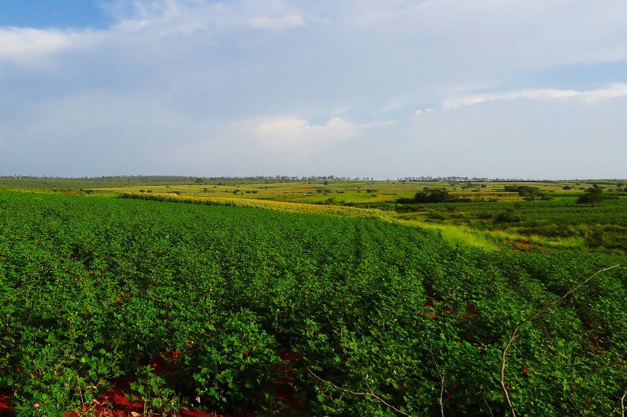 Auginimas, Medvilnė, Kukurūzai, Slėnis, Kraštovaizdis, Gamta, Horizontas, Ranebennur, Karnataka, Indija