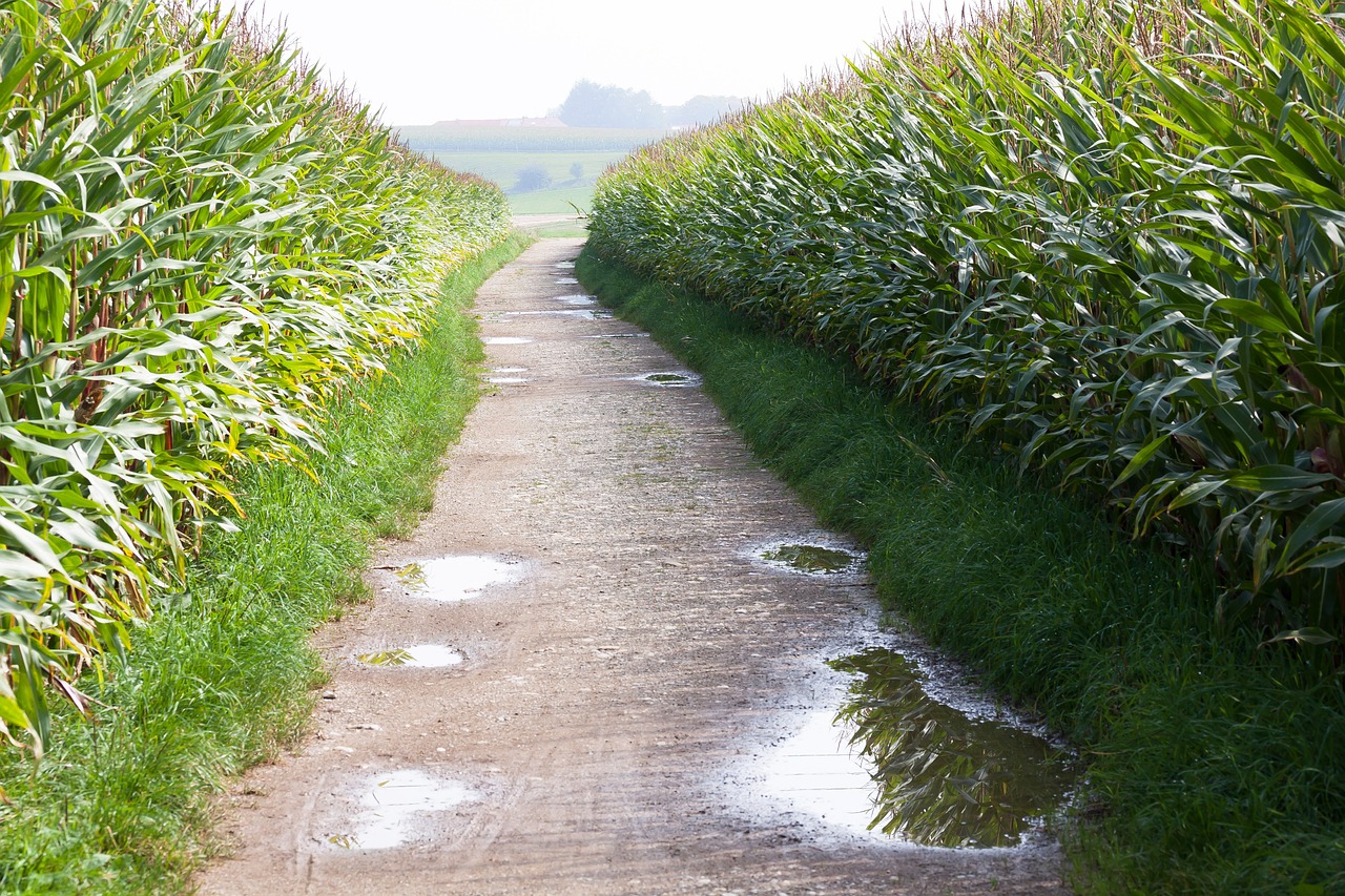 Kukurūzų Kultūra, Kukurūzai, Zea Mays, Grūdai, Maistas, Ruduo, Kukuruz, Grūdų Plotas, Toli, Lietus