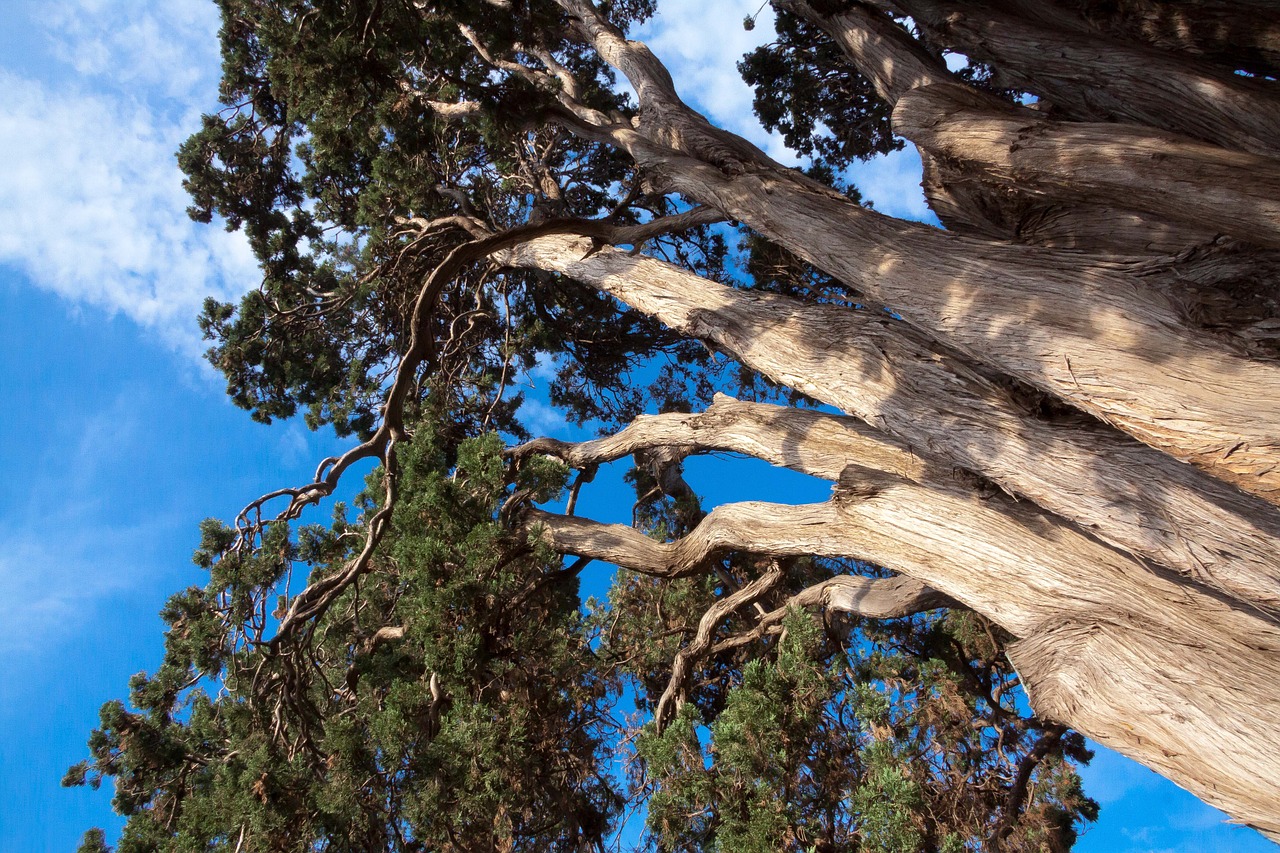 Cupressus Benthami, Kiparisas, Gentis, Filialai, Dangus, Mėlynas, Meksika, Nemokamos Nuotraukos,  Nemokama Licenzija