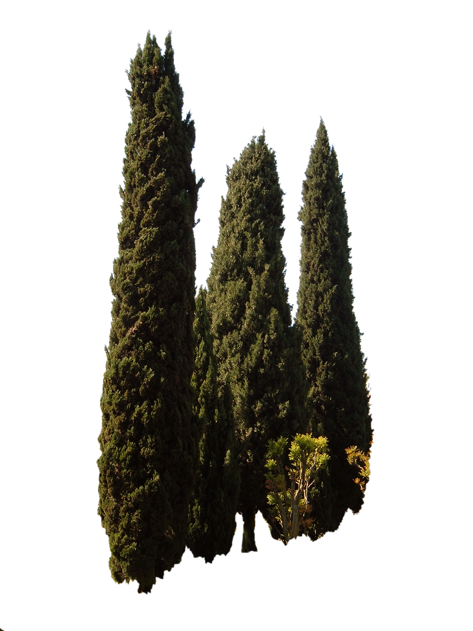 Cupressus Sempervirens, Medžiai, Viduržemio Jūros Medis, Nemokamos Nuotraukos,  Nemokama Licenzija