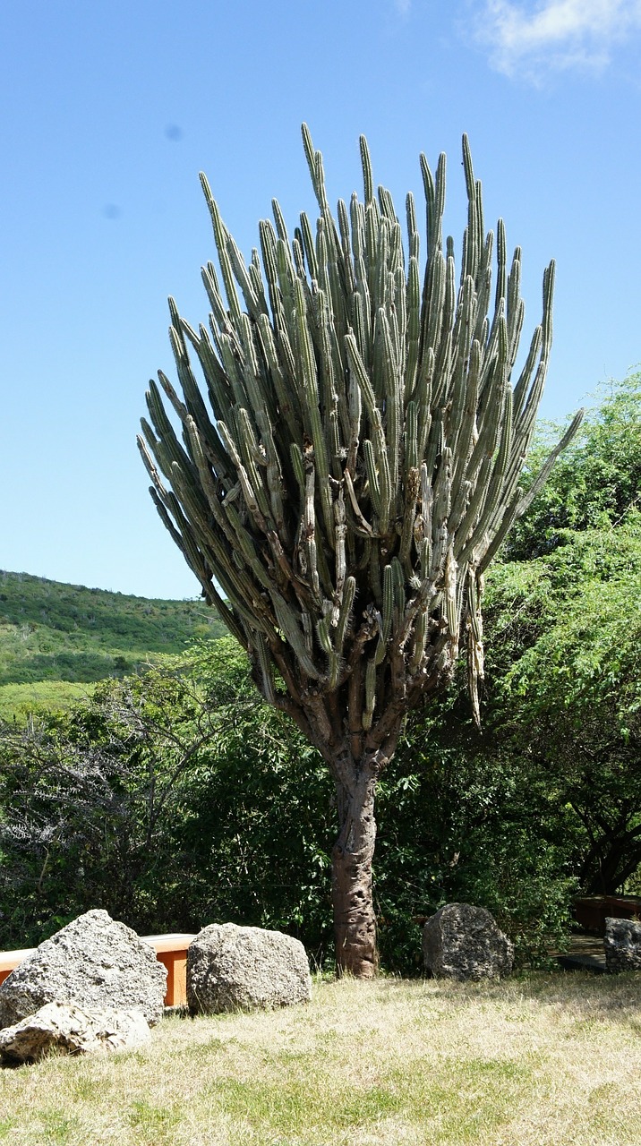 Curacao, Kaktusas, Pieksig, Augalas, Gamta, Karibai, Flora, Smailas, Medis, Akmuo