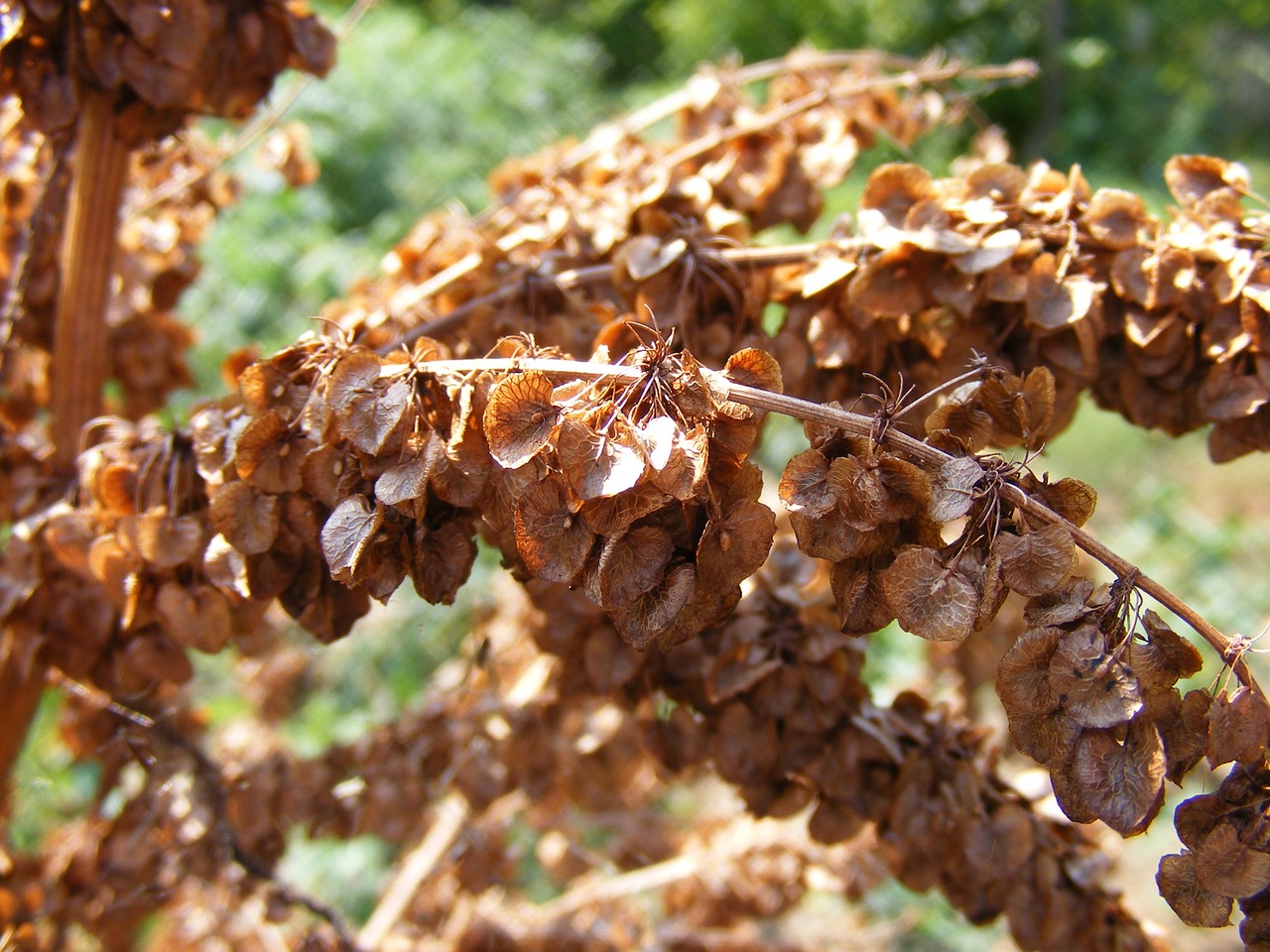 Susukti, Garbanotas, Prieplauka, Sausas, Žalias, Rumex, Sėklos, Rūgštus, Geltona, Augalai