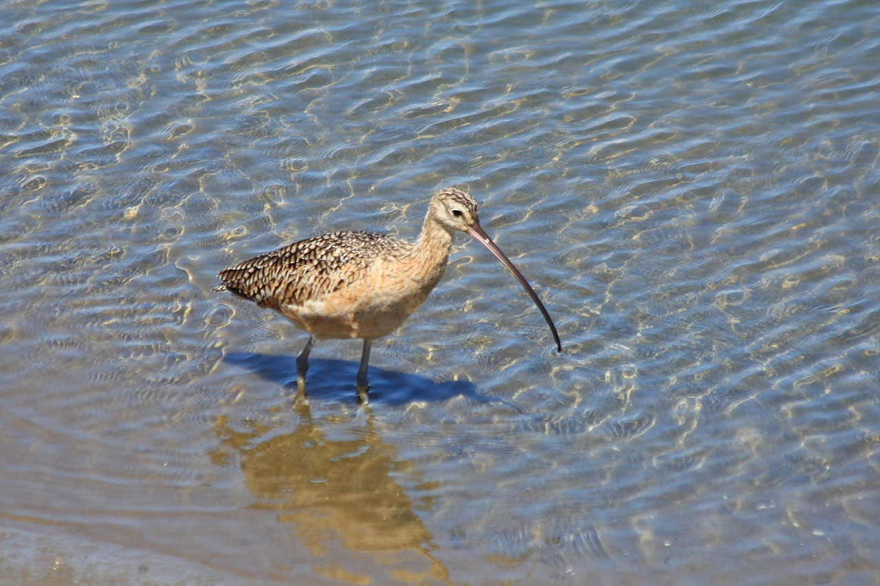 Kreivas,  Paukštis,  Kranto Bird,  Gamta,  Paukštis,  Numenius,  Americanus,  Plunksnos,  Krantas,  Šlapynes