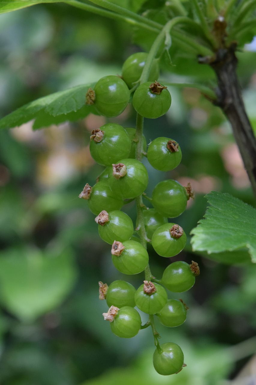 Serbentų, Nesubrendusio, Agrastų Šiltnamiai, Krūmas, Minkšti Vaisiai, Uogos, Vaisiai, Žalias, Nemokamos Nuotraukos,  Nemokama Licenzija