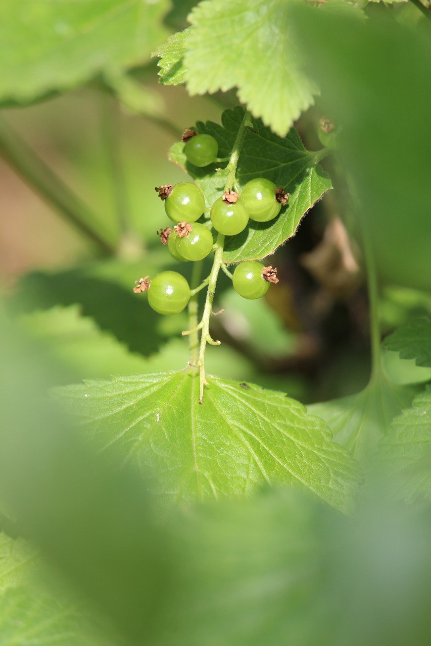 Serbentų, Krūmas, Minkšti Vaisiai, Daržovių Sodas, Sodas, Nemokamos Nuotraukos,  Nemokama Licenzija