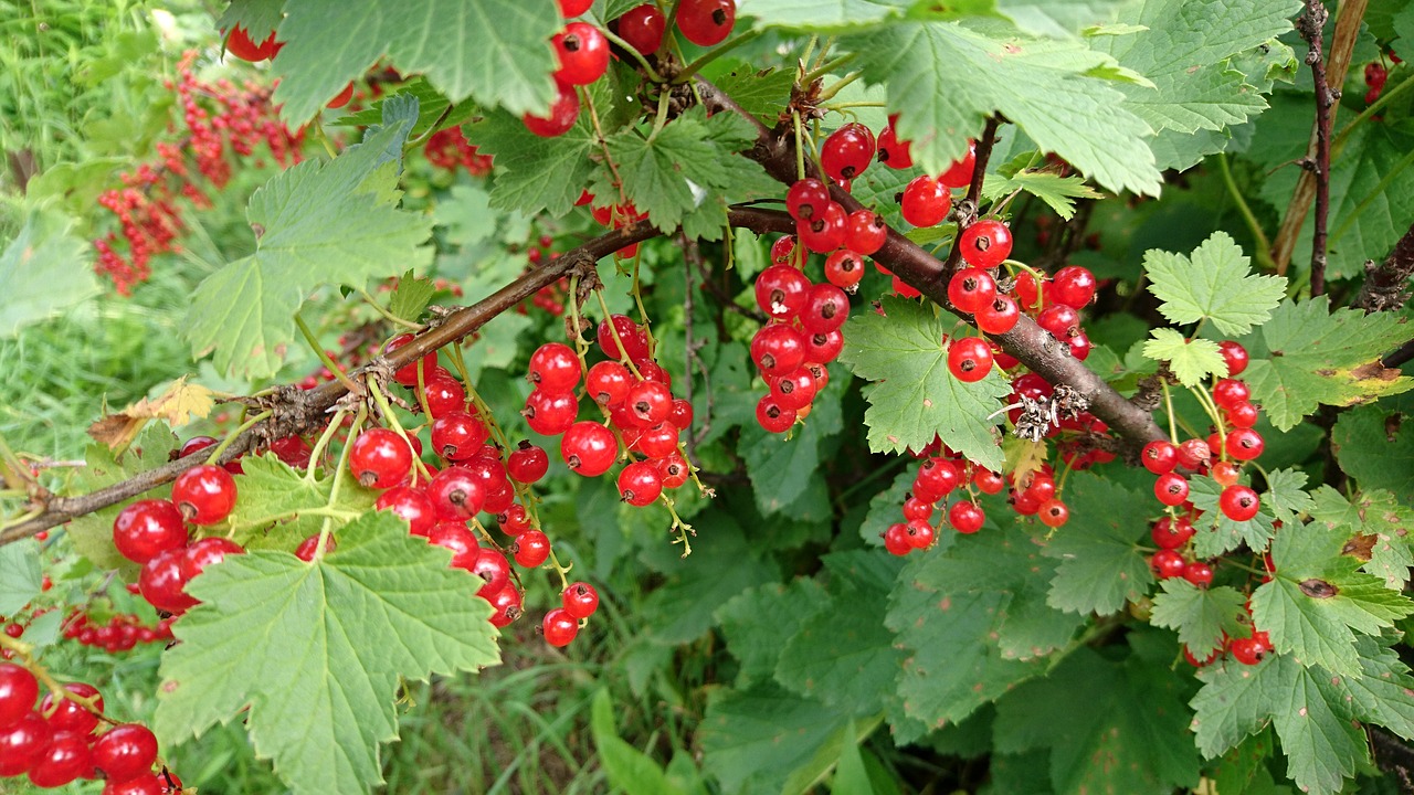 Serbentų,  Vaisių,  Uoga,  Pobūdį,  Lapas,  Maisto,  Raudona,  Raudona Uogų,  Raudonųjų Serbentų,  Krūmas