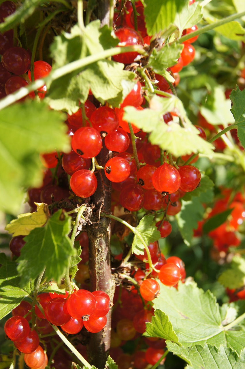 Serbentų, Raudona, Krūmas, Siužetas, Augalas, Vaisių Krūmas, Ribes Rubrum, Raudonieji Serbentai, Paprastoji Serbentė, Nemokamos Nuotraukos